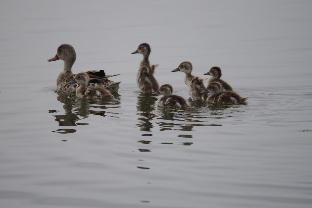 アカハシコガモ - ML644330807