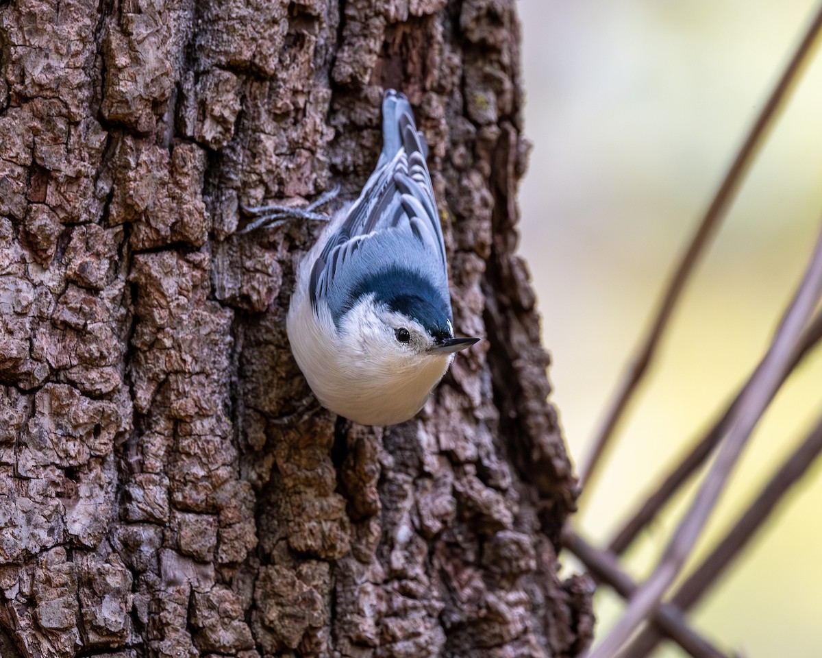 White-breasted Nuthatch - ML644330810