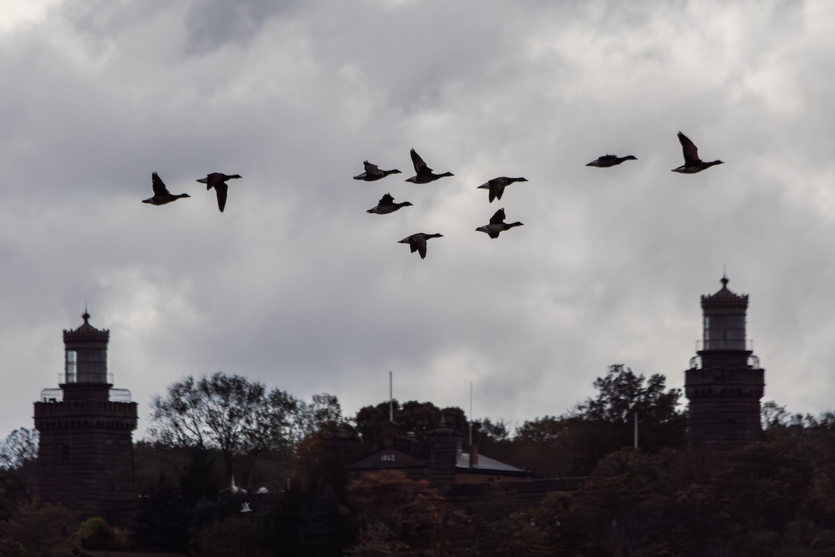 Brant (Pale-bellied) - ML644330812