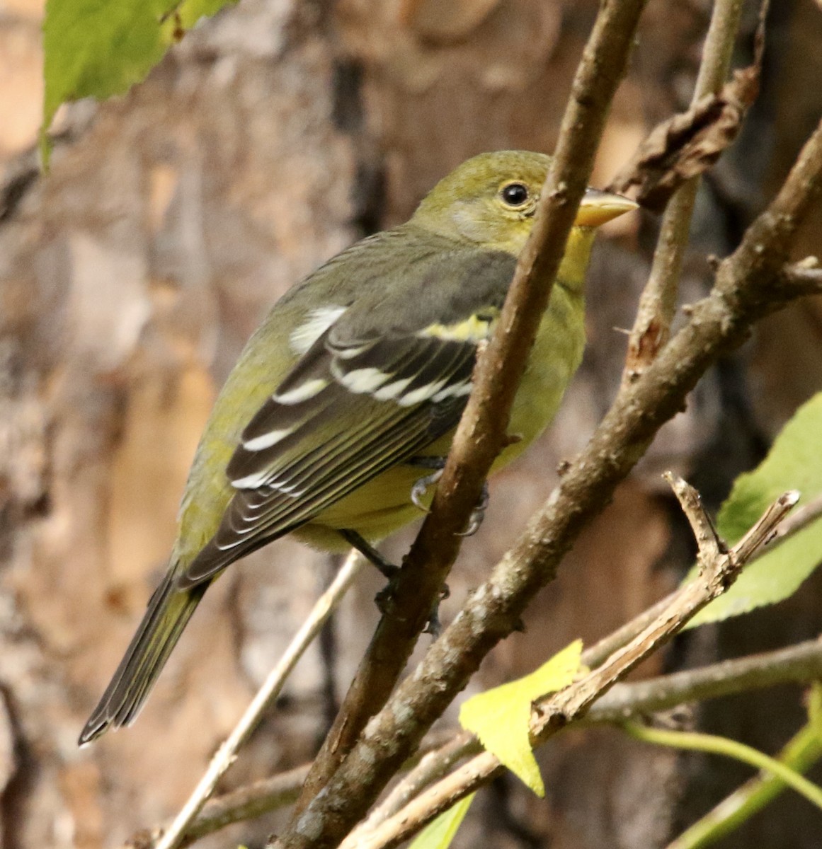 Western Tanager - ML644330815