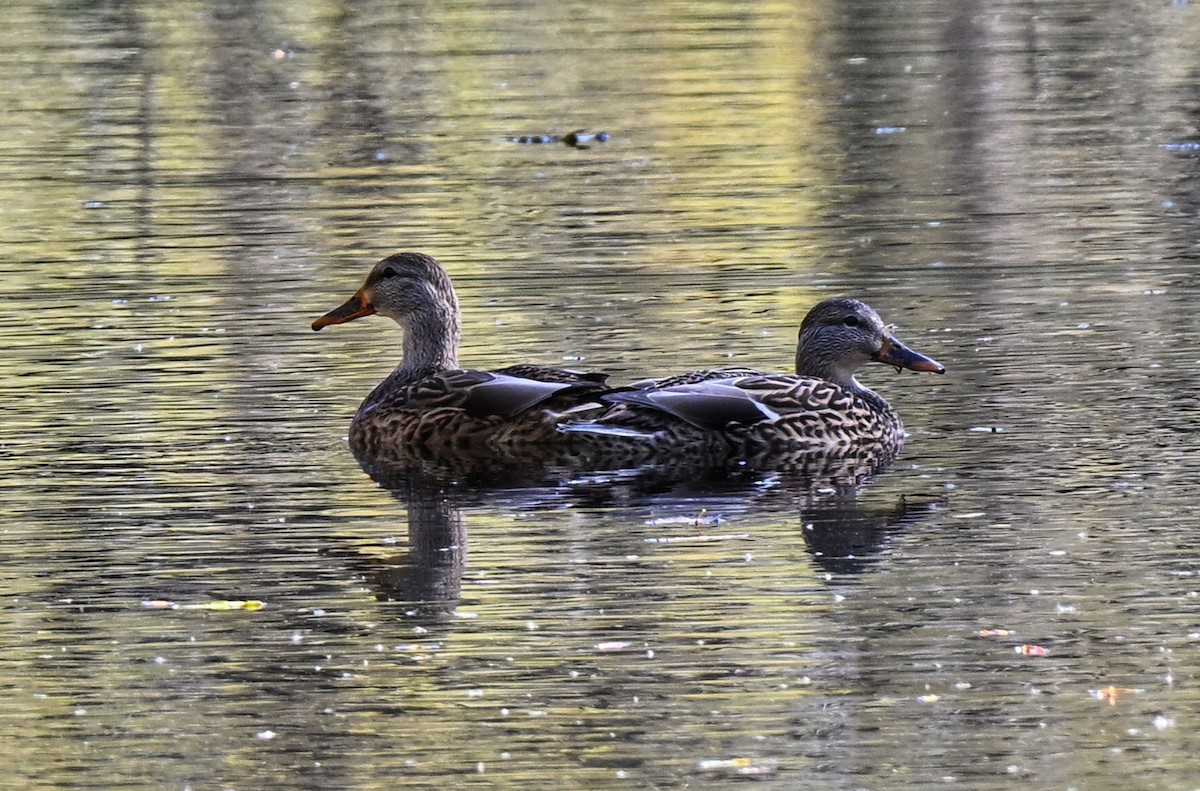 Stockente - ML644330819