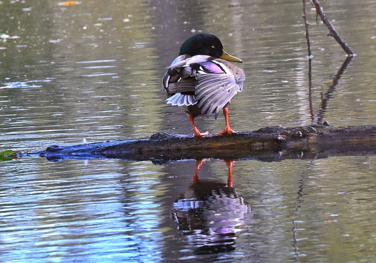 Stockente - ML644330820