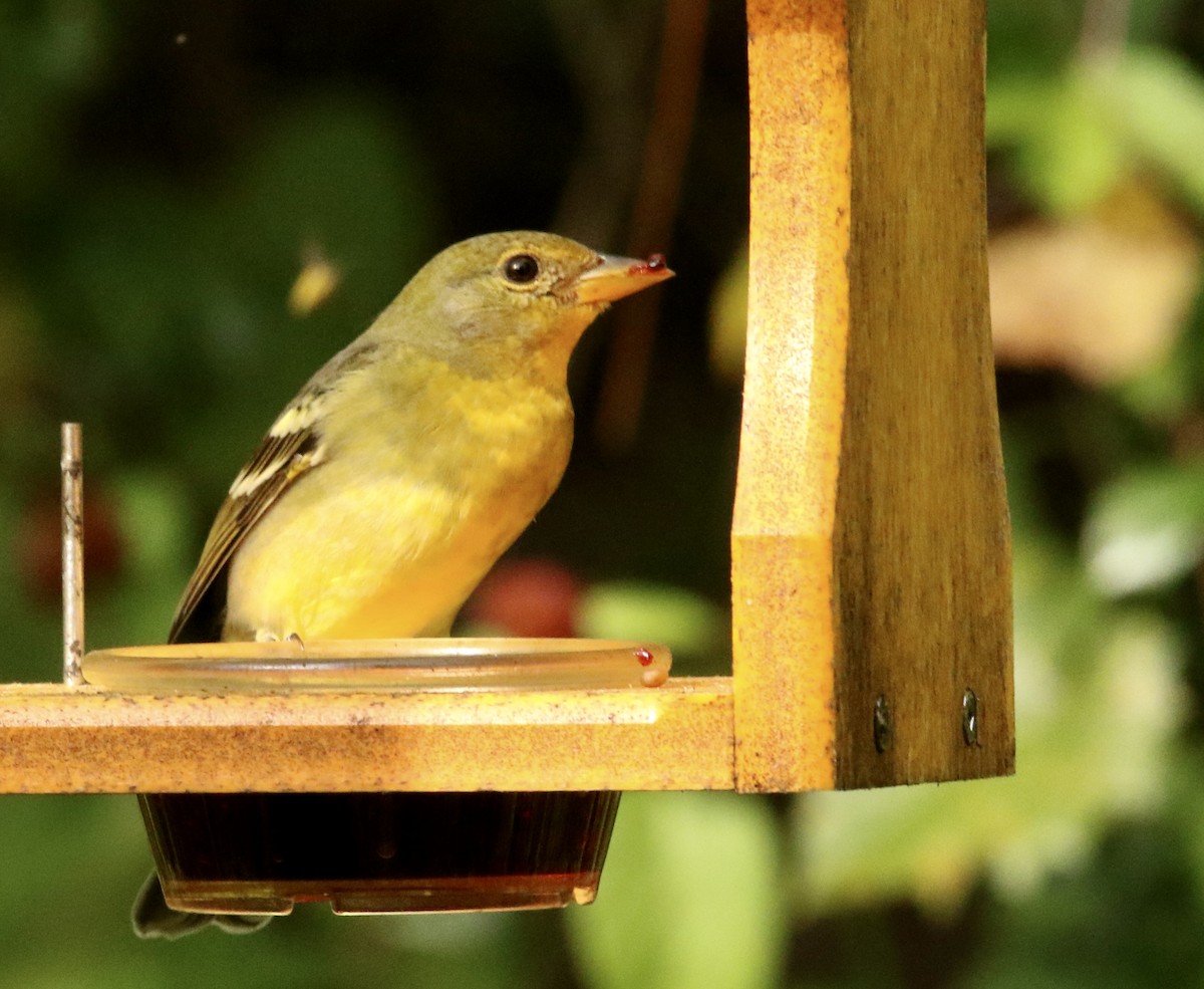 Western Tanager - ML644330823