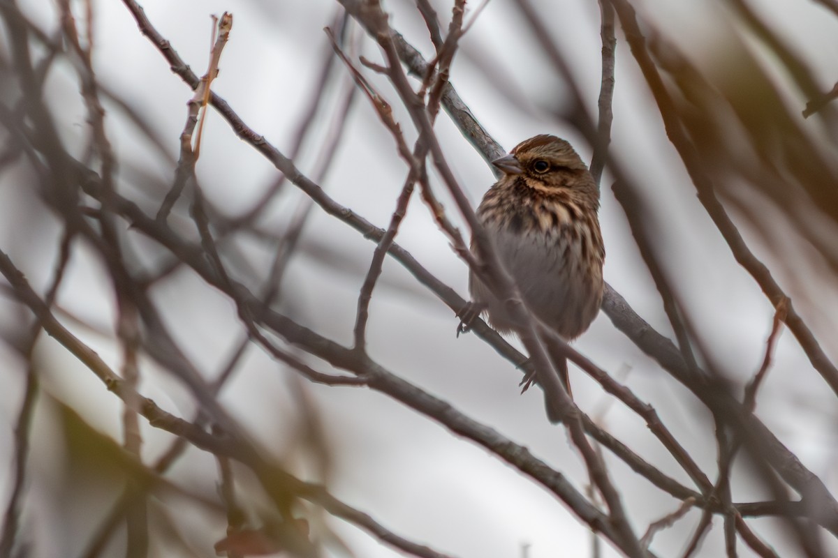 Song Sparrow - ML644330824