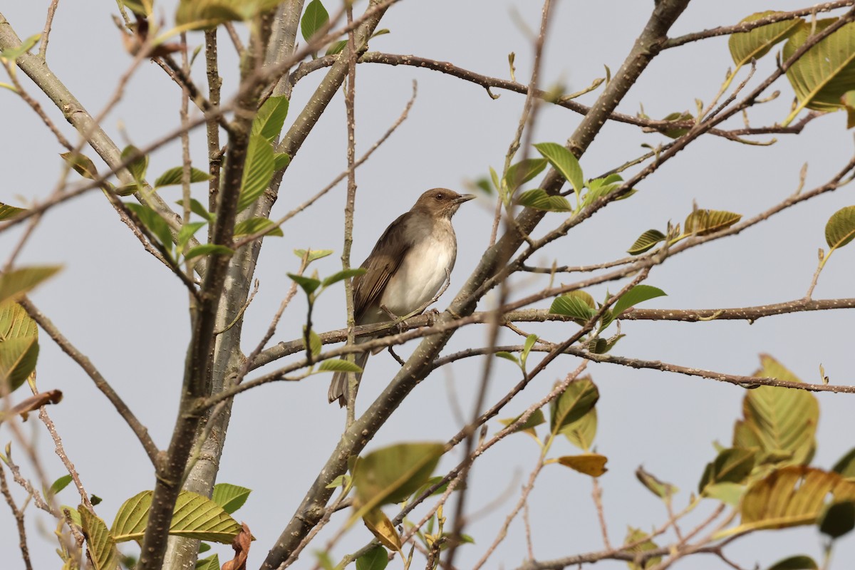 Black-billed Thrush - ML644330825