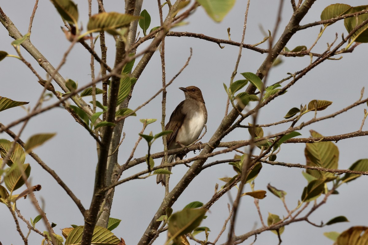 Black-billed Thrush - ML644330826