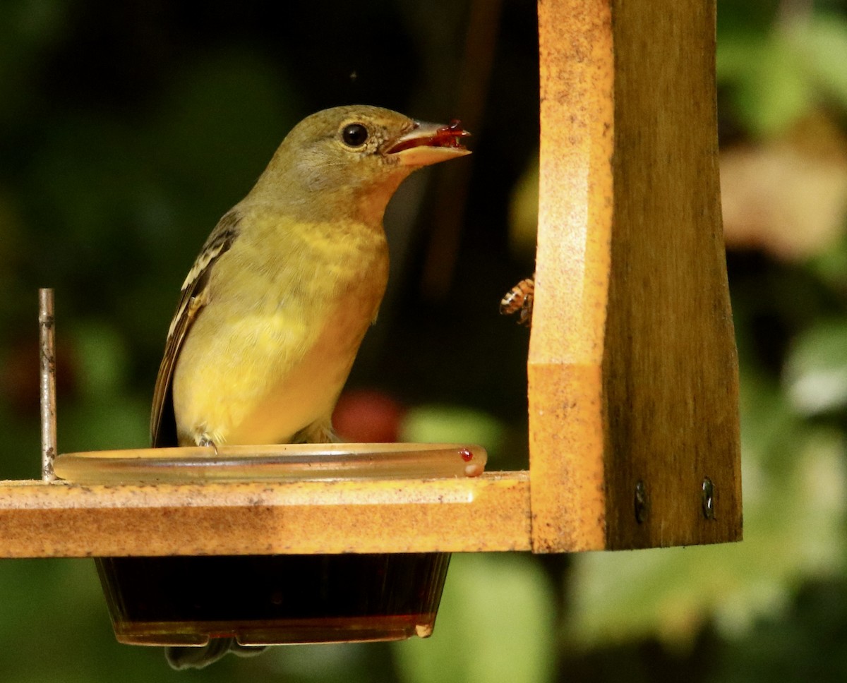 Western Tanager - ML644330828