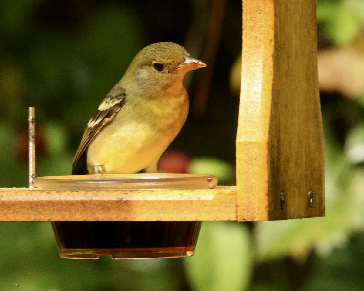 Western Tanager - ML644330831