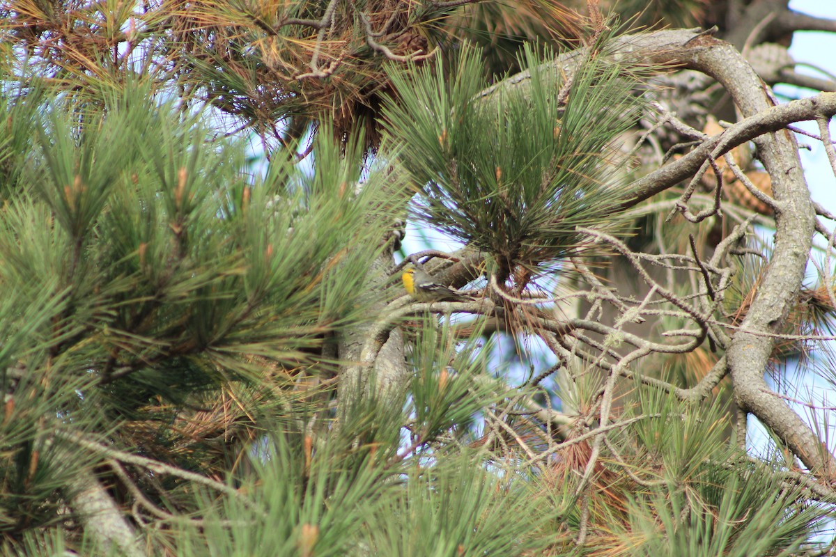 Grace's Warbler - ML644330836