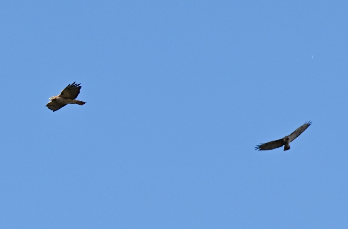 Rotschwanzbussard - ML644330839