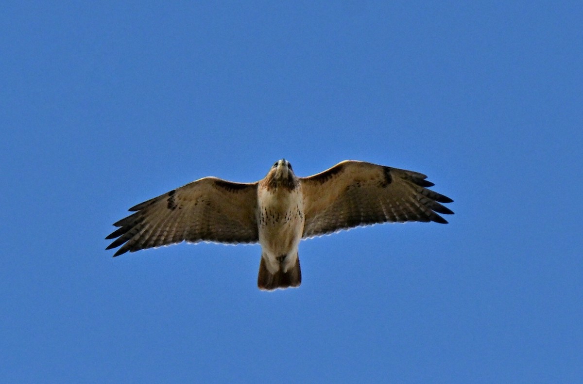 Rotschwanzbussard - ML644330843