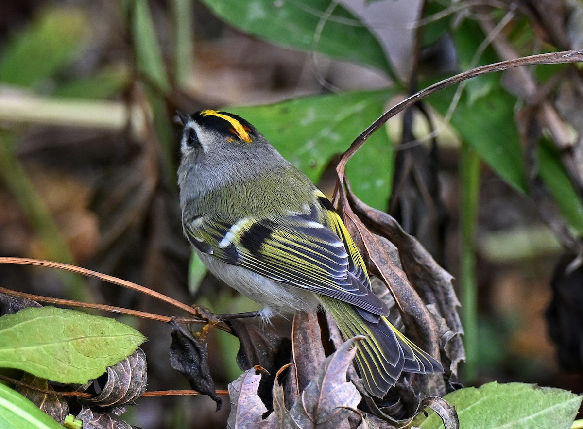 Indianergoldhähnchen - ML644330849