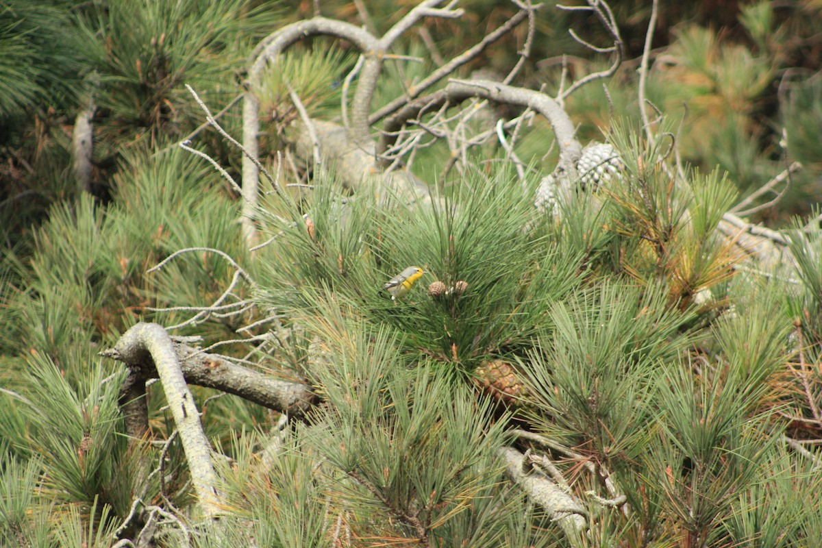 Grace's Warbler - ML644330850