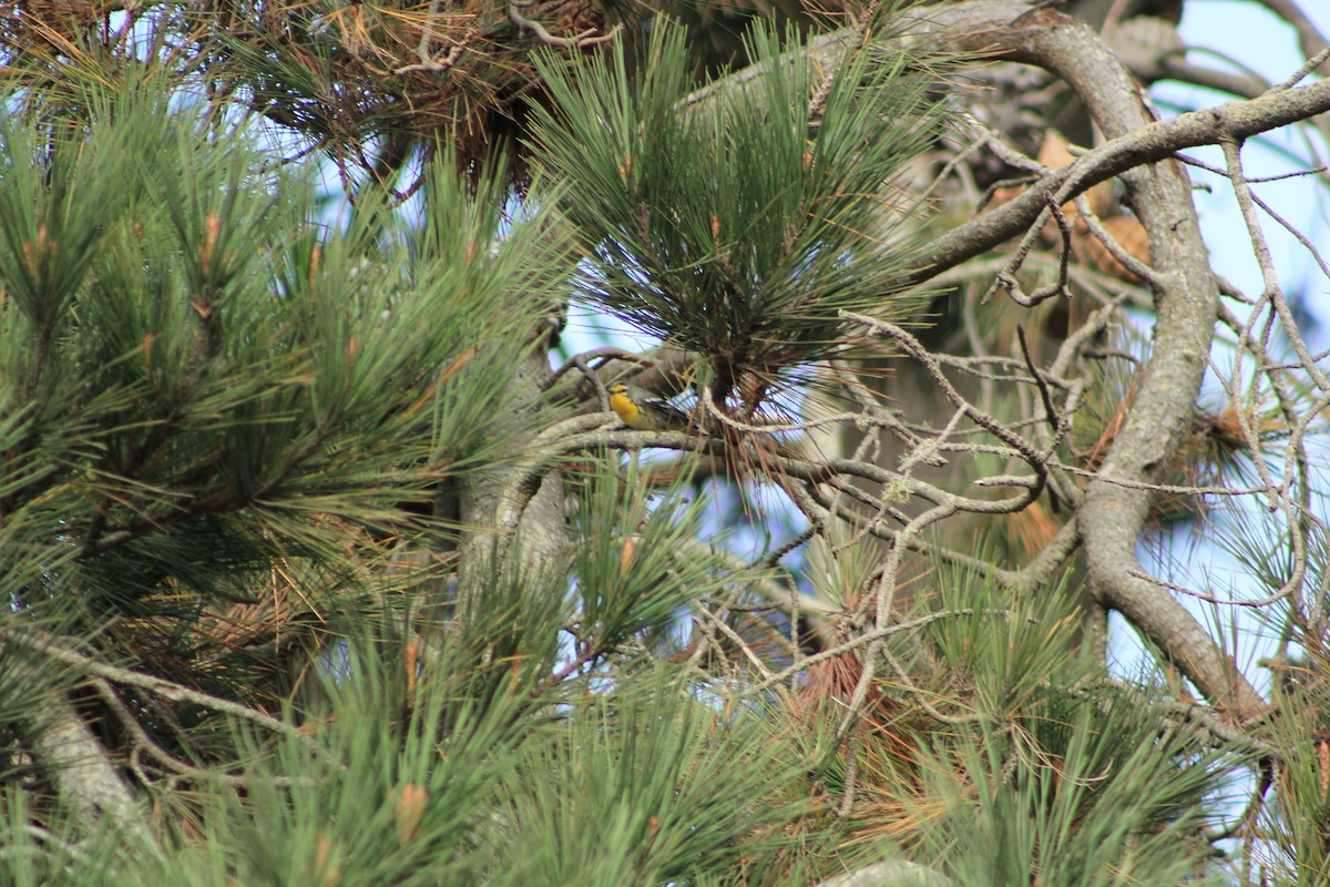 Grace's Warbler - ML644330851