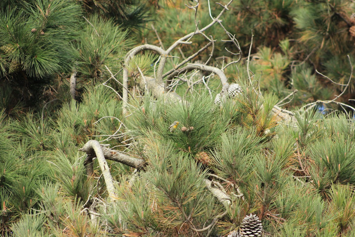 Grace's Warbler - ML644330852