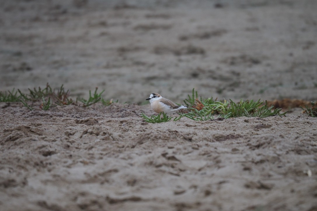 Белолобый зуёк - ML644330854