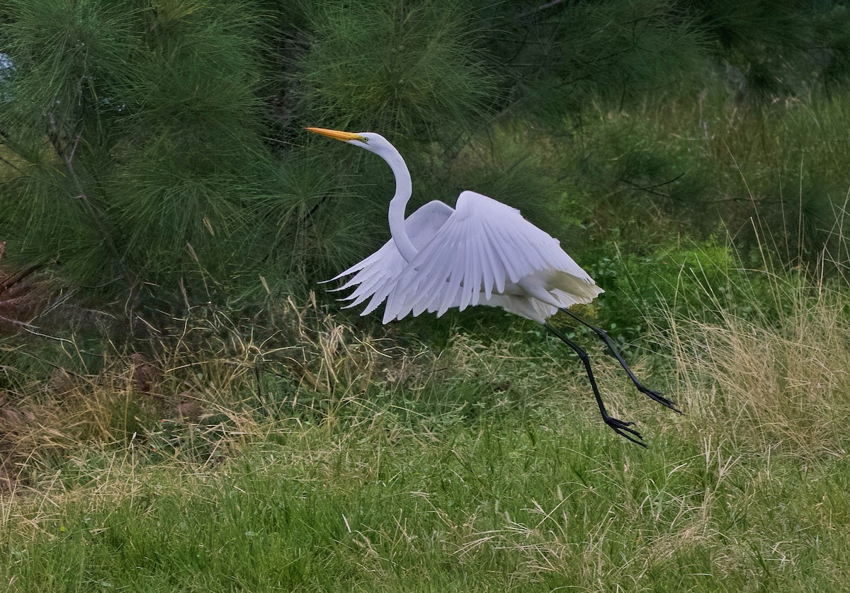 Цасч дэглий - ML644330855