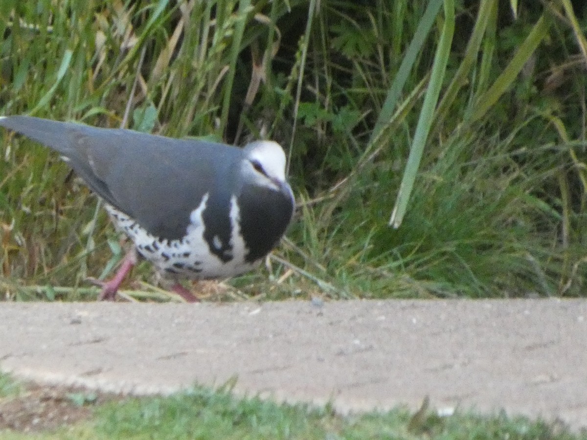 Вонга - ML644330856