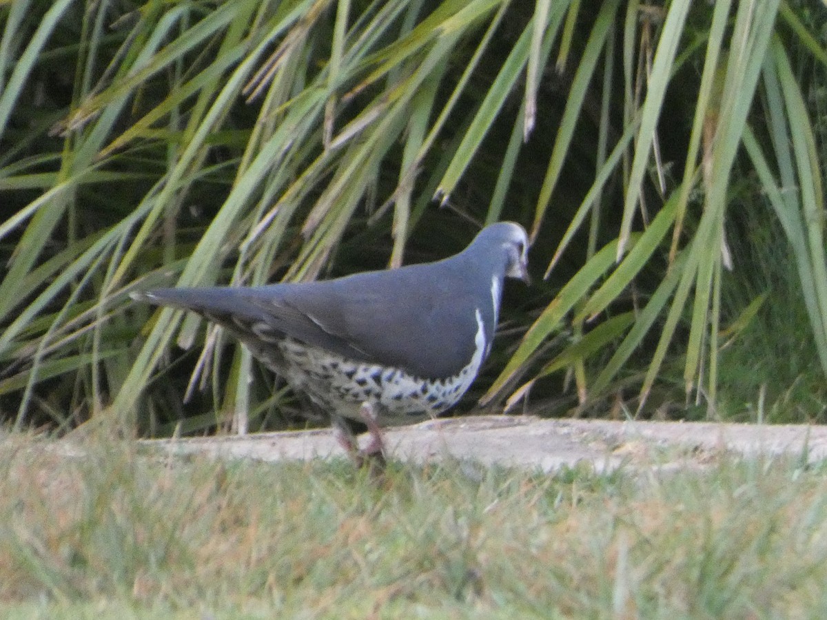 Вонга - ML644330857