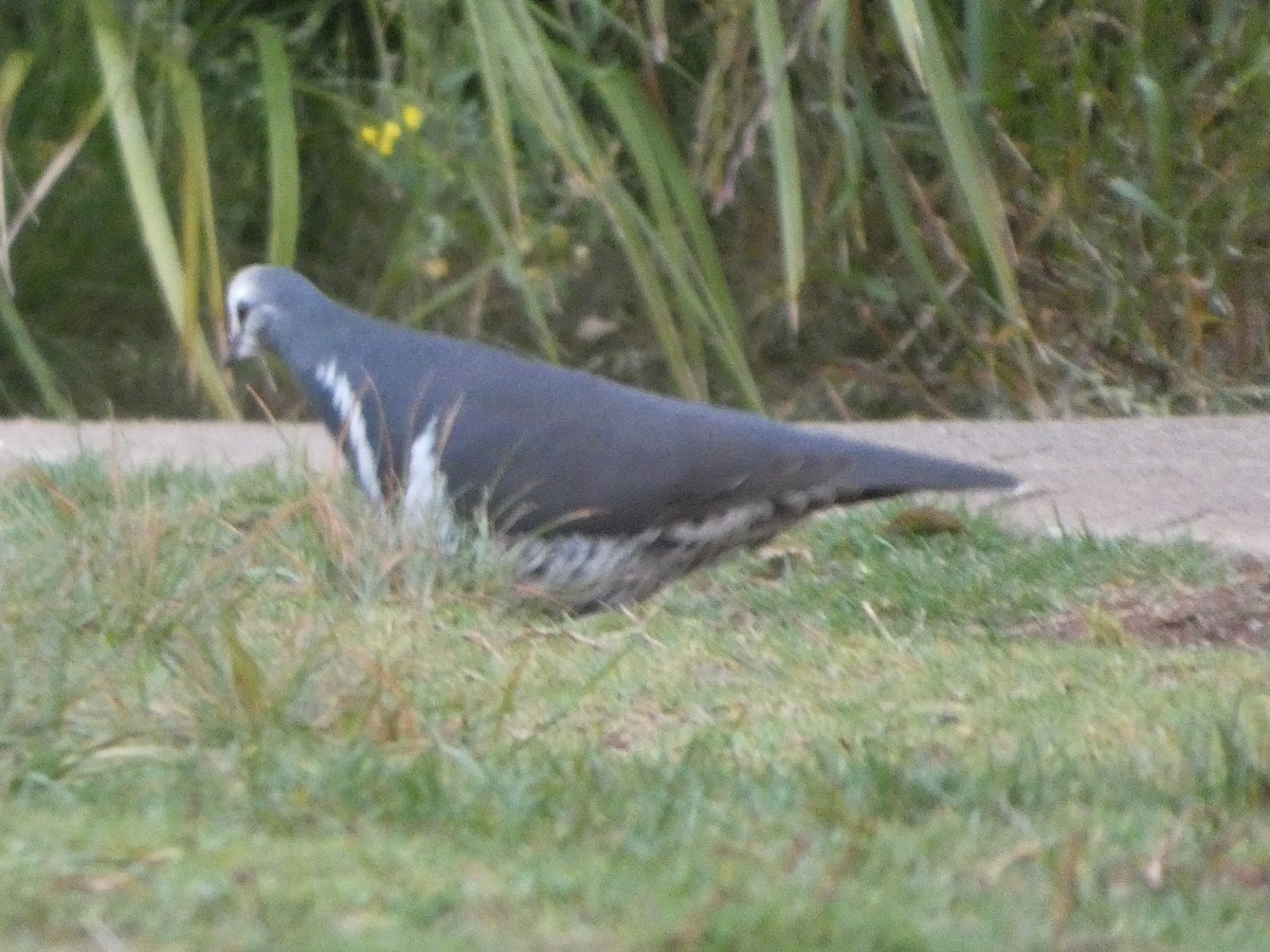 Вонга - ML644330858