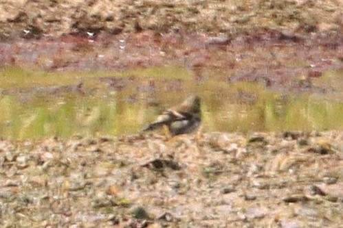 gulstillits - ML644330864