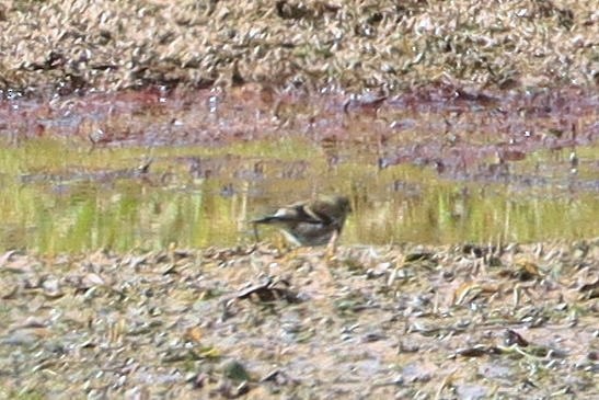 gulstillits - ML644330865