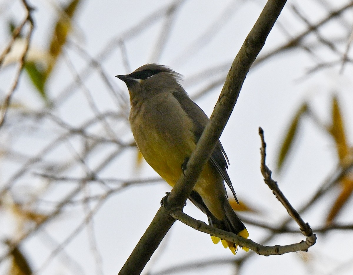 Zedernseidenschwanz - ML644330866