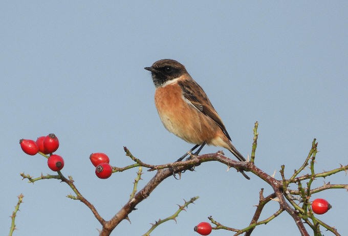 European Stonechat - ML644330872