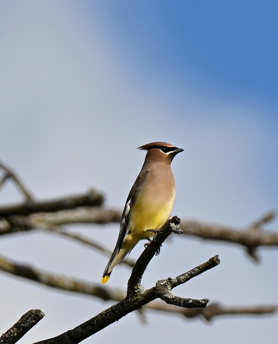 Zedernseidenschwanz - ML644330875