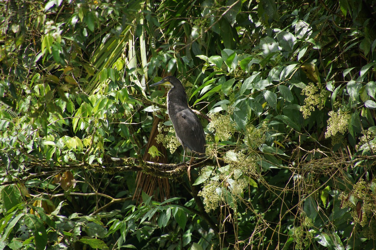 Fasciated Tiger-Heron - ML644330876