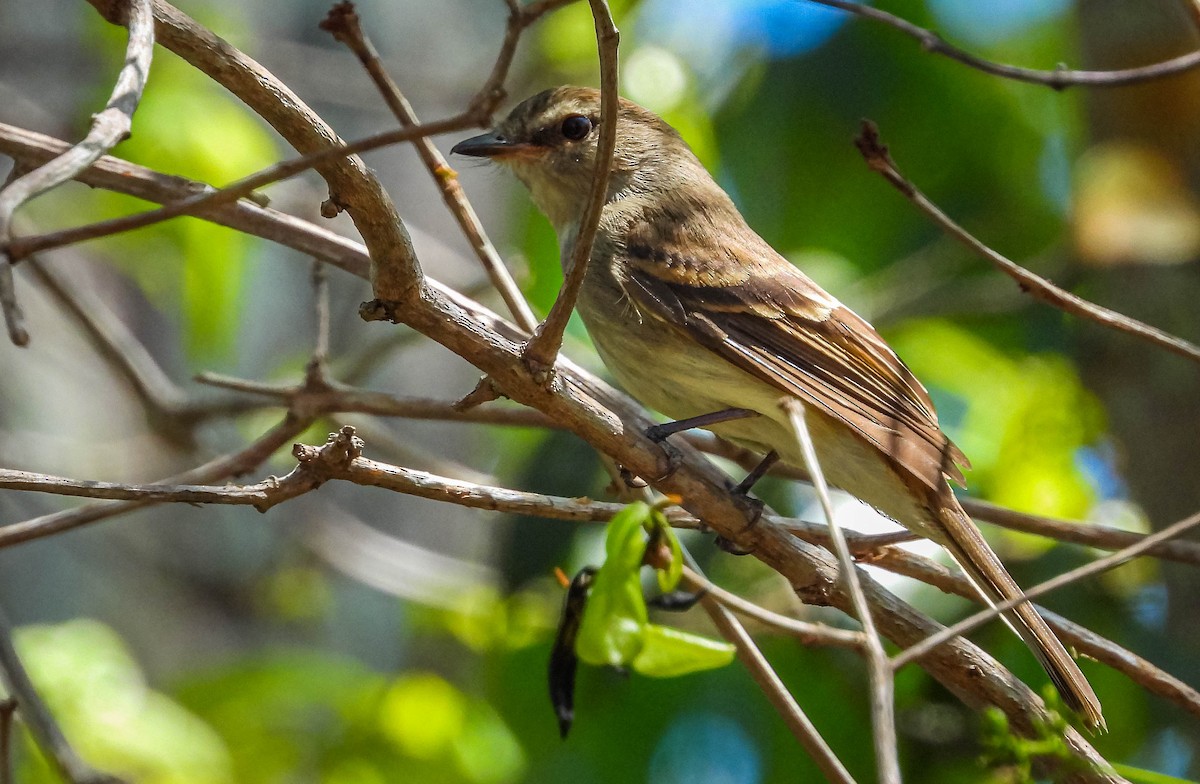Fuscous Flycatcher - ML644330880