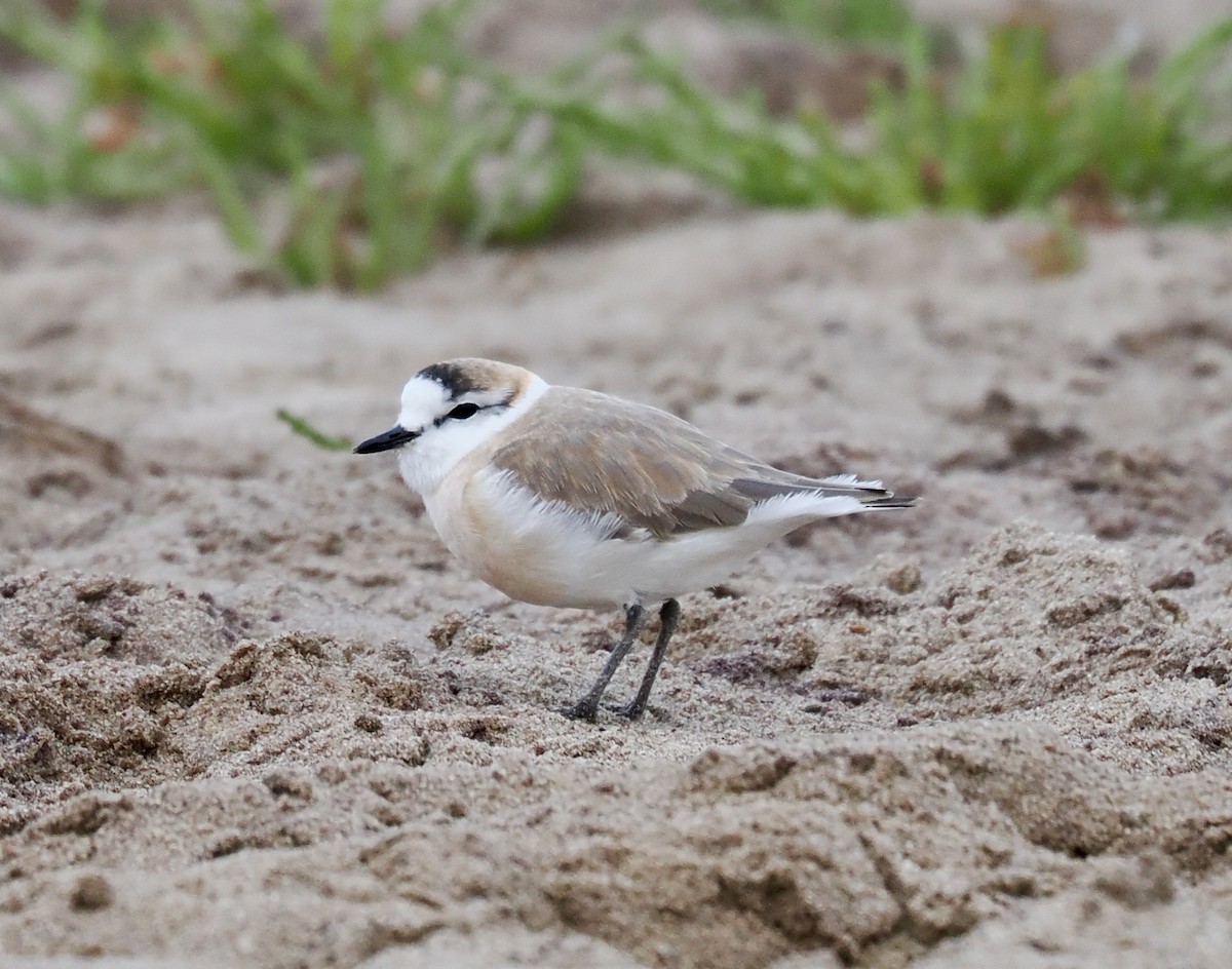 Белолобый зуёк - ML644330881