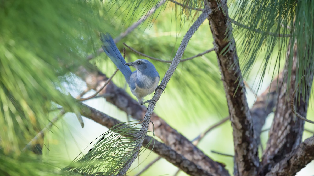 Florida Scrub-Jay - ML644330884