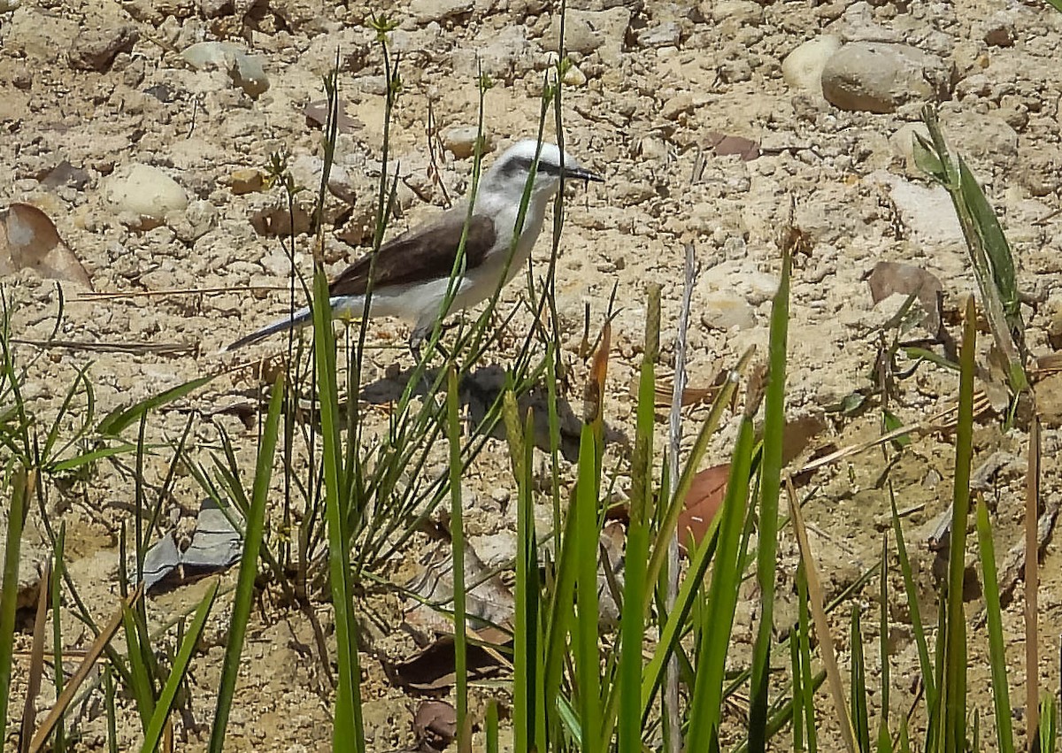 Masked Water-Tyrant - ML644330885