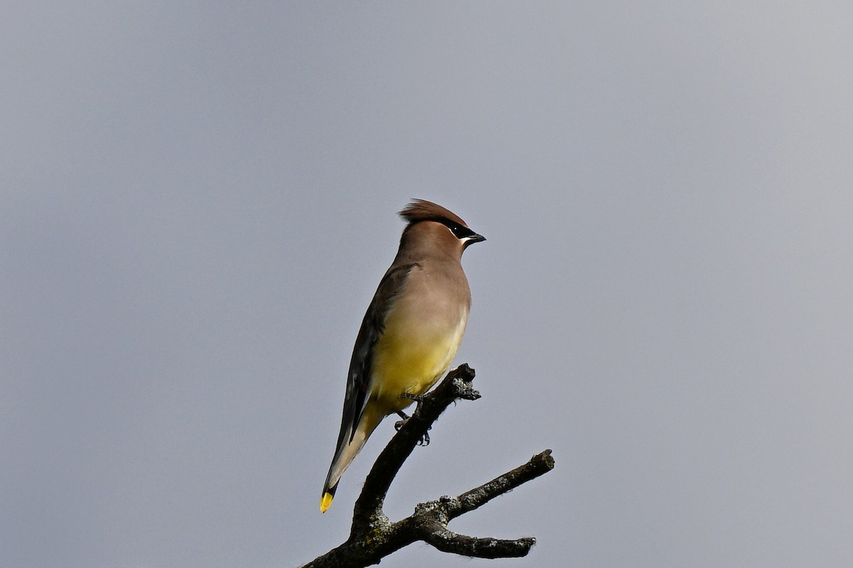 Zedernseidenschwanz - ML644330886