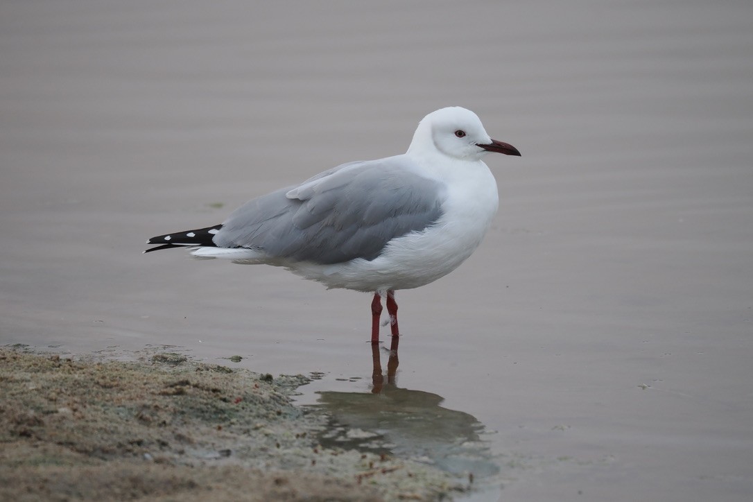 Hartlaub's Gull - ML644330888