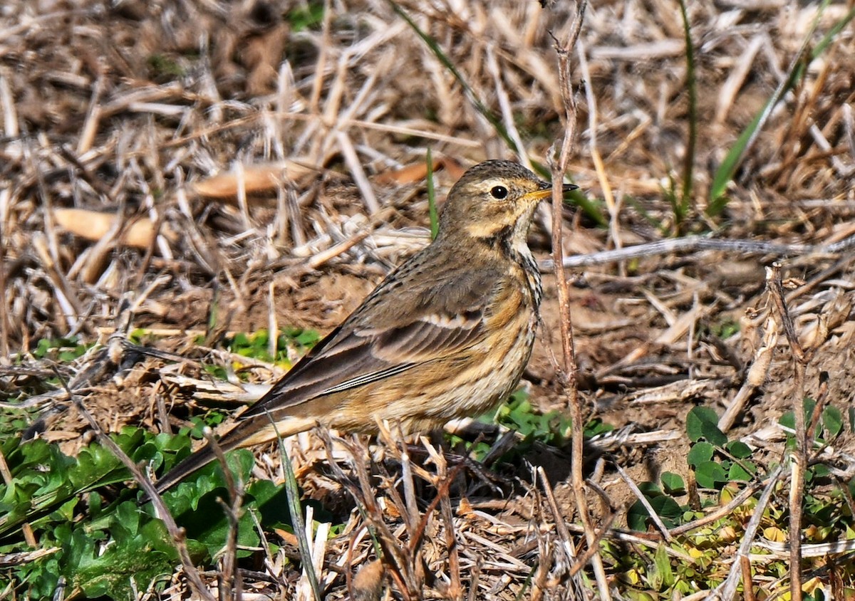 Amerikapieper - ML644330892