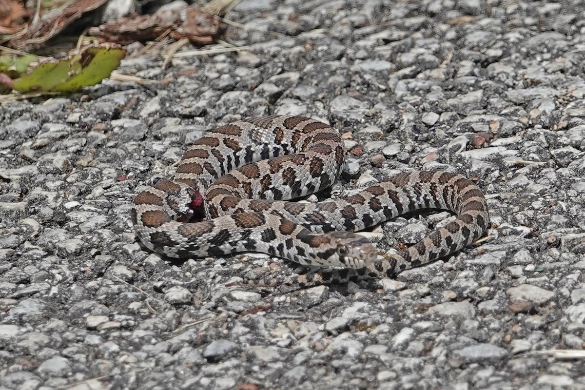 Eastern Milksnake - ML644330895