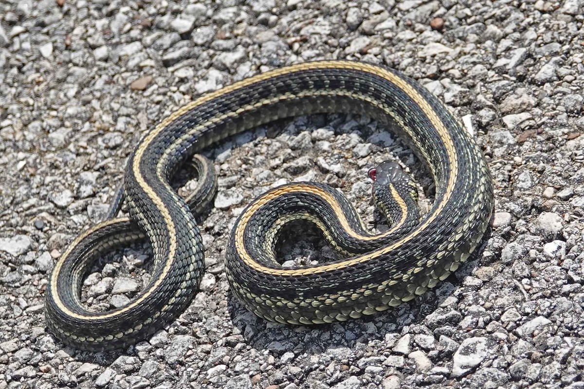 Plains Garter Snake - ML644330896