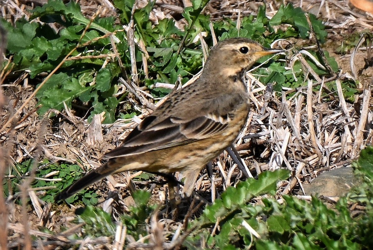 Amerikapieper - ML644330903