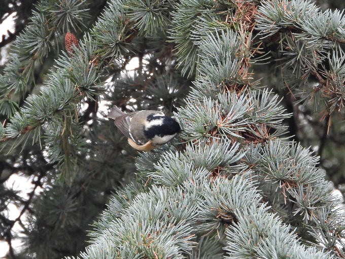 ヒガラ - ML644330907