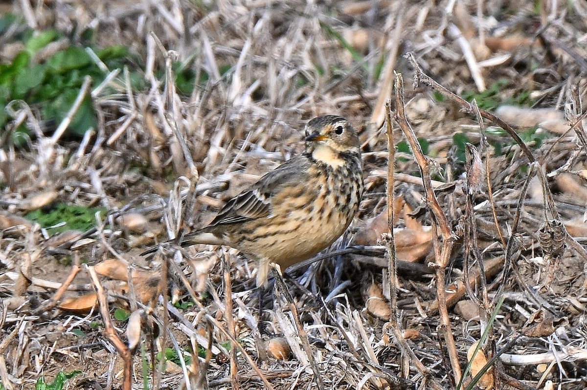 Amerikapieper - ML644330910