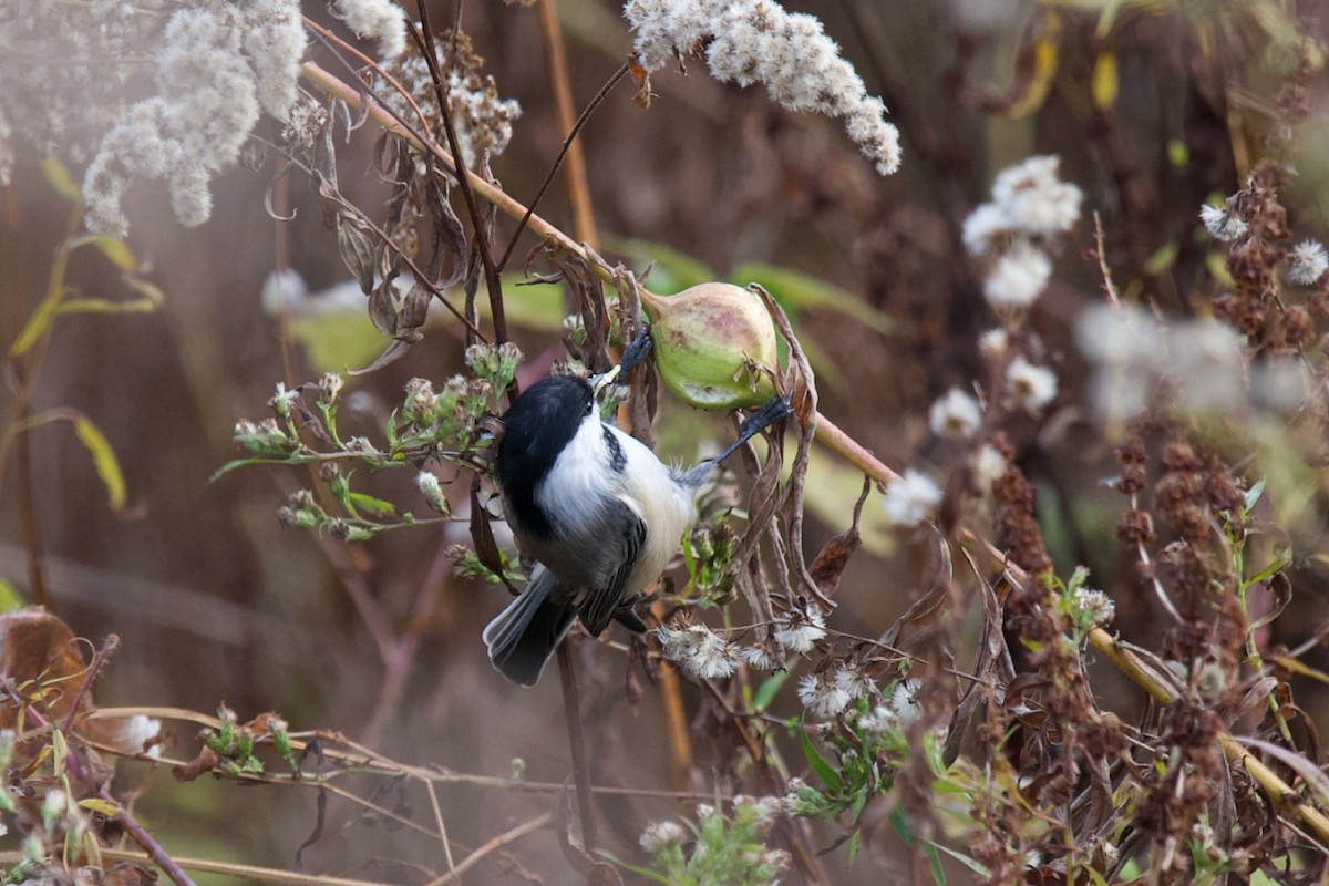 Black-capped Chickadee - ML644330913
