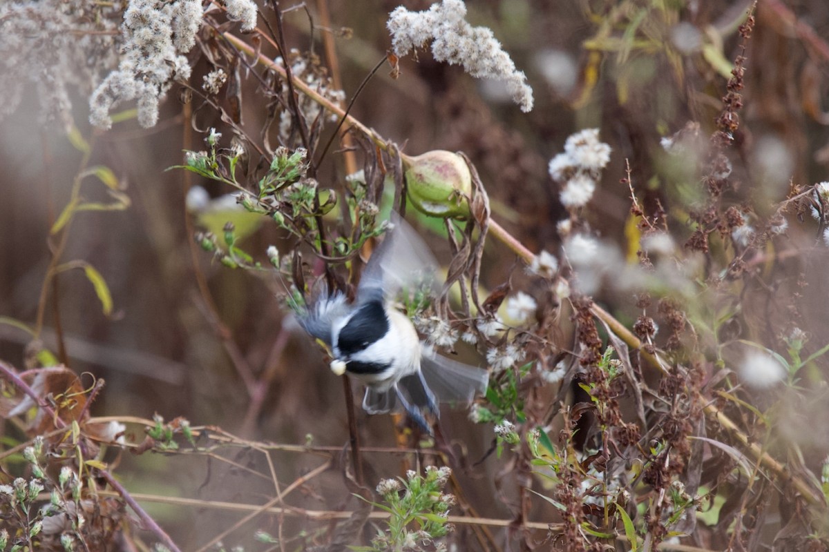 Black-capped Chickadee - ML644330914