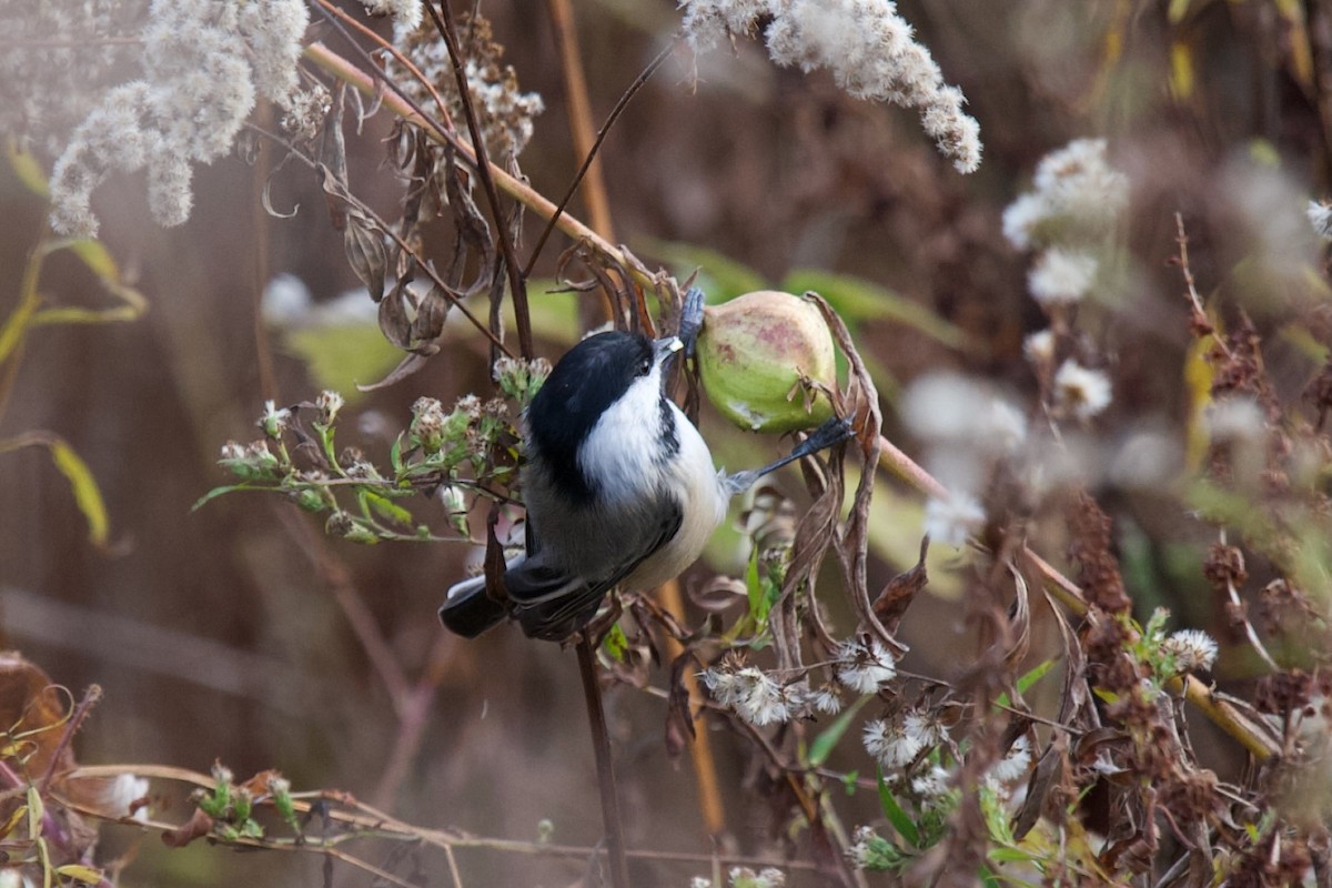 Black-capped Chickadee - ML644330915