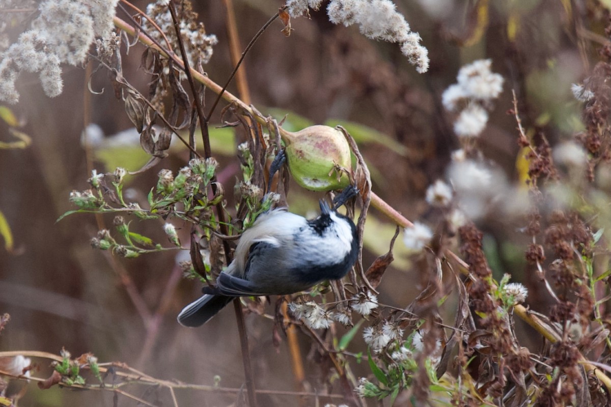 Black-capped Chickadee - ML644330916