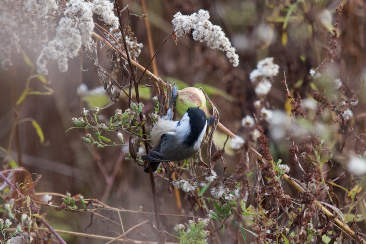 Black-capped Chickadee - ML644330917