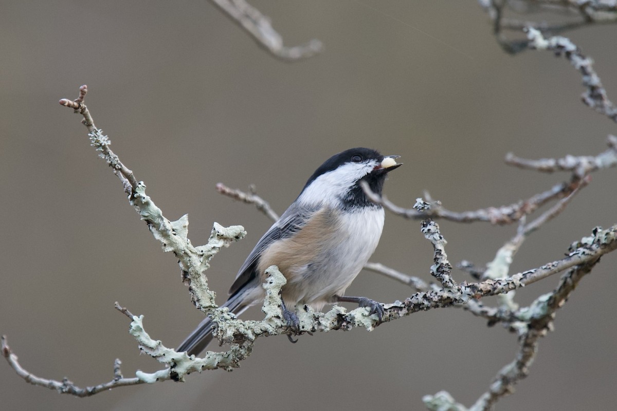 Black-capped Chickadee - ML644330918