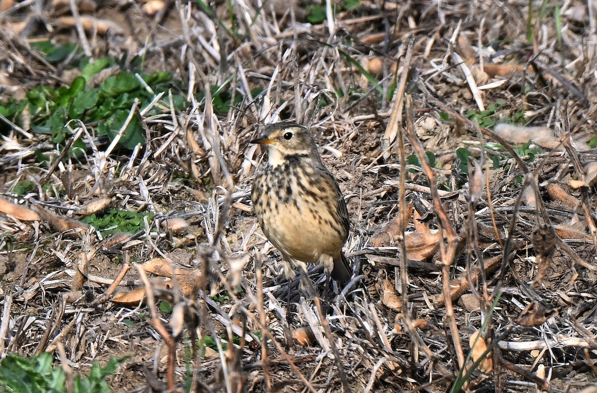 Amerikapieper - ML644330920