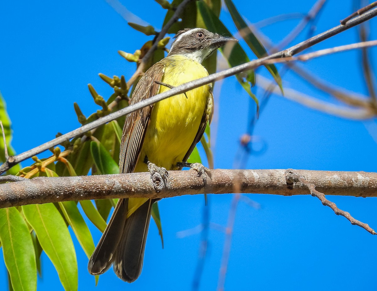 Social Flycatcher - ML644330924